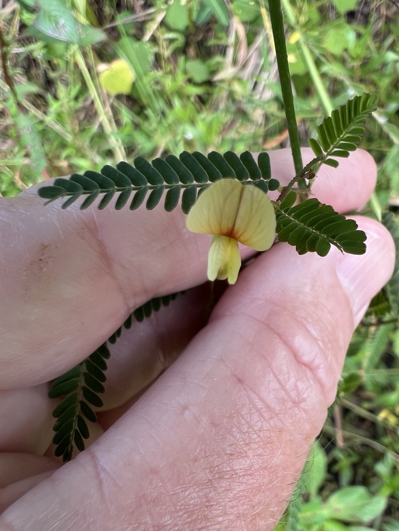 Indian Jointvetch photo 2