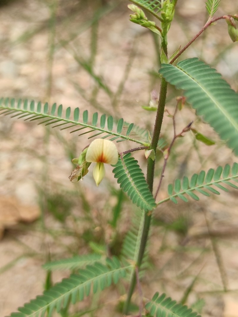 Indian Jointvetch photo 3