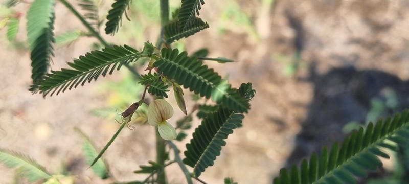 Indian Jointvetch photo 4