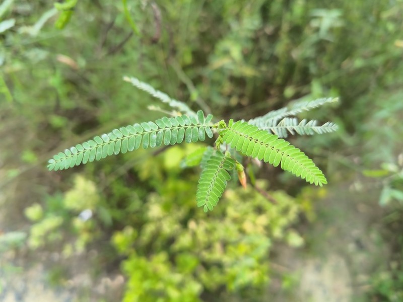 Indian Jointvetch photo 5