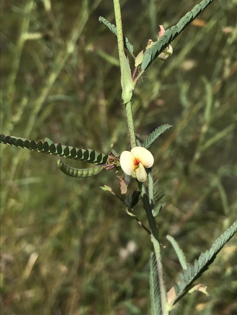 Indian Jointvetch photo 6