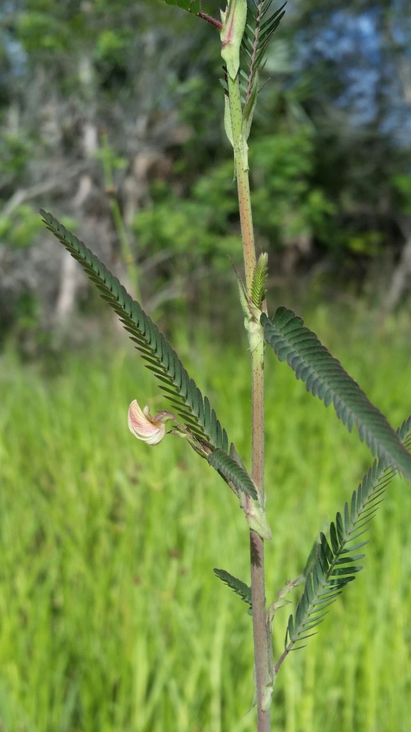 Indian Jointvetch photo 7