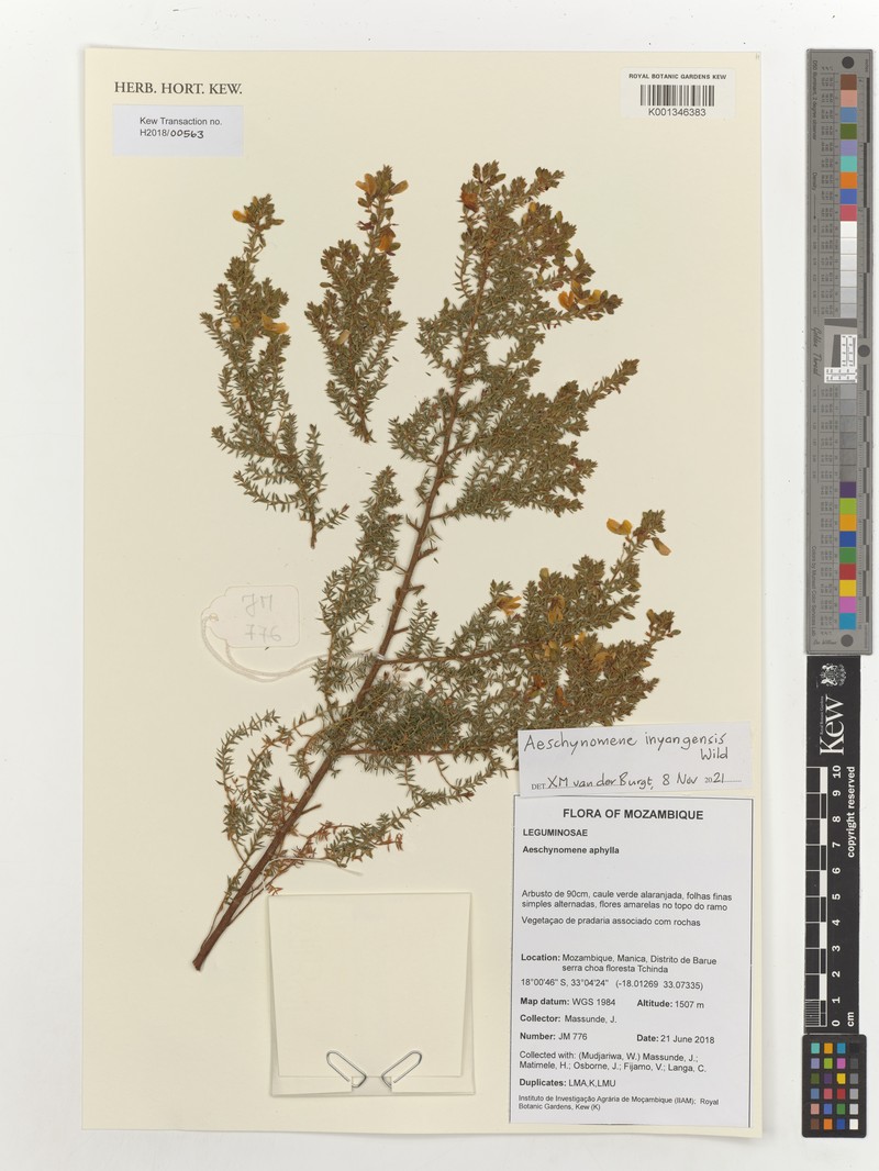 Aeschynomene inyangensis