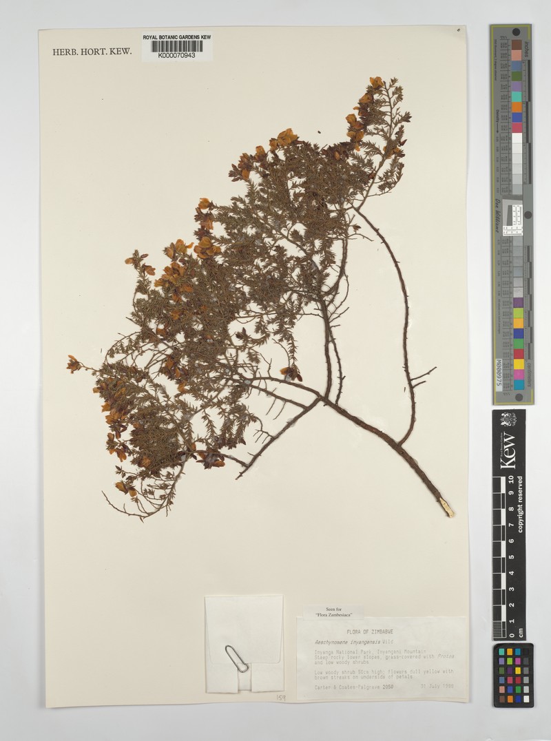 Aeschynomene inyangensis photo 2