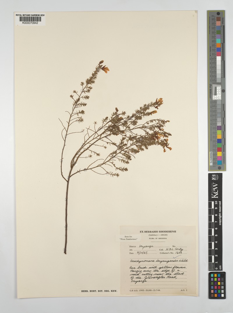 Aeschynomene inyangensis photo 3