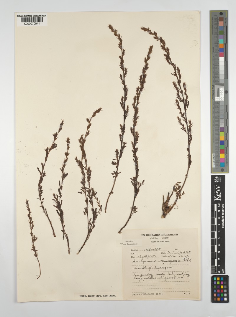 Aeschynomene inyangensis photo 4