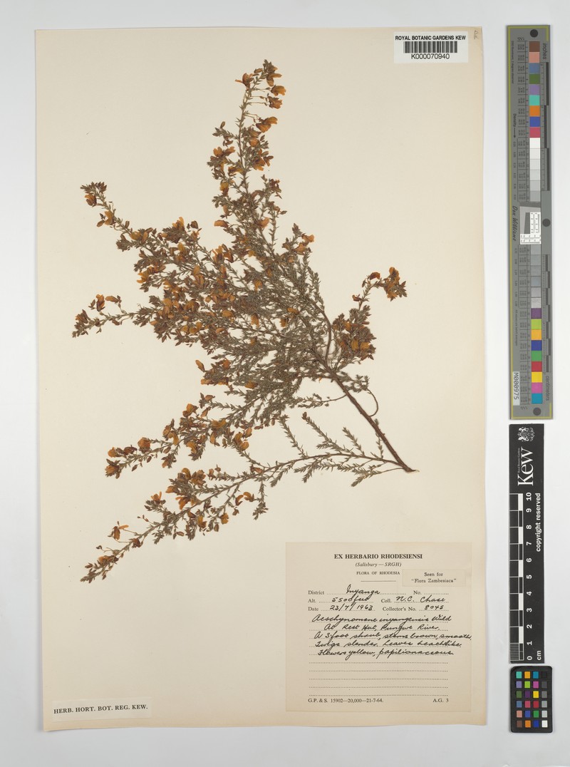 Aeschynomene inyangensis photo 5