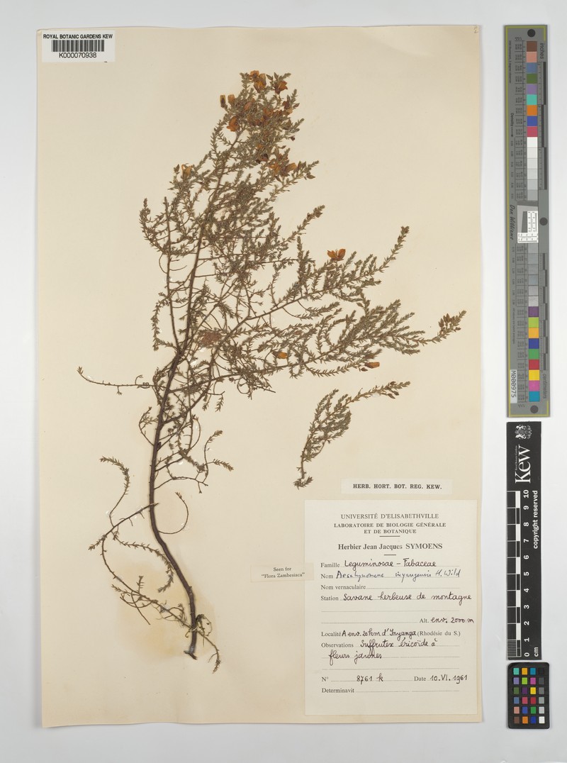 Aeschynomene inyangensis photo 6