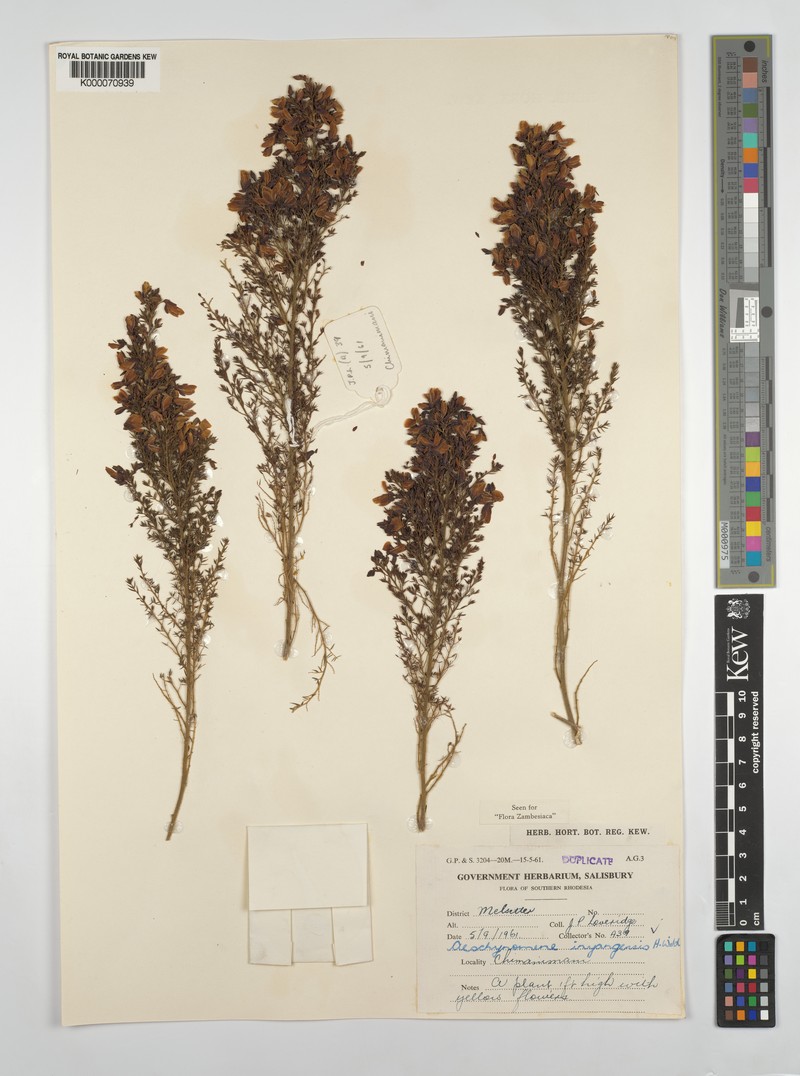 Aeschynomene inyangensis photo 7