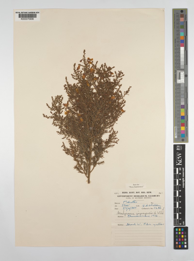 Aeschynomene inyangensis photo 8