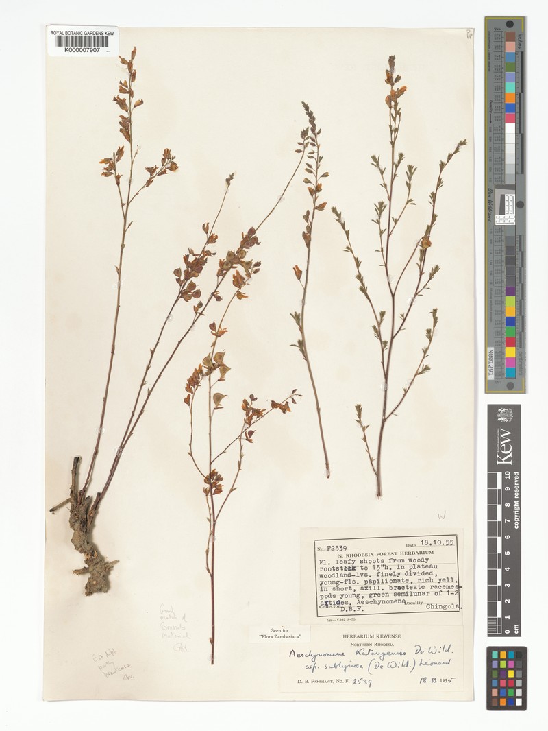 Aeschynomene katangensis