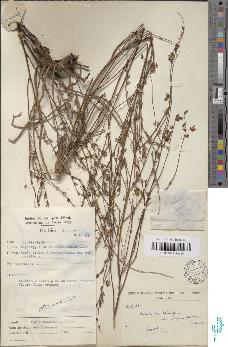 Aeschynomene katangensis photo 2