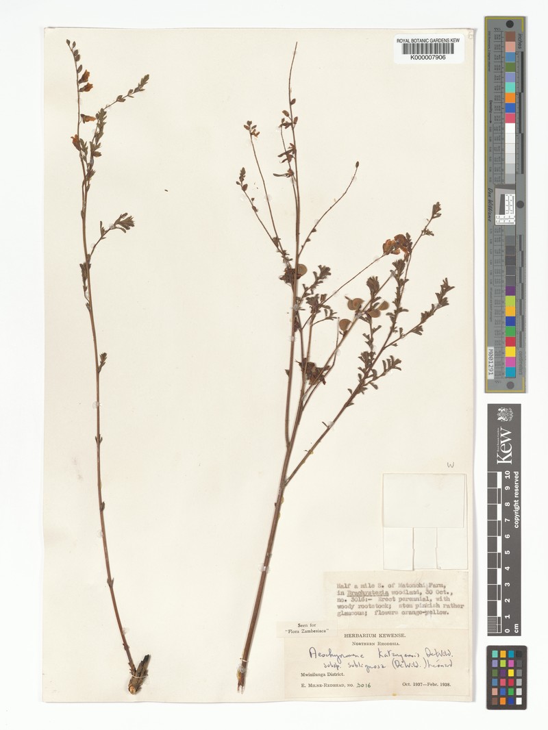 Aeschynomene katangensis photo 3