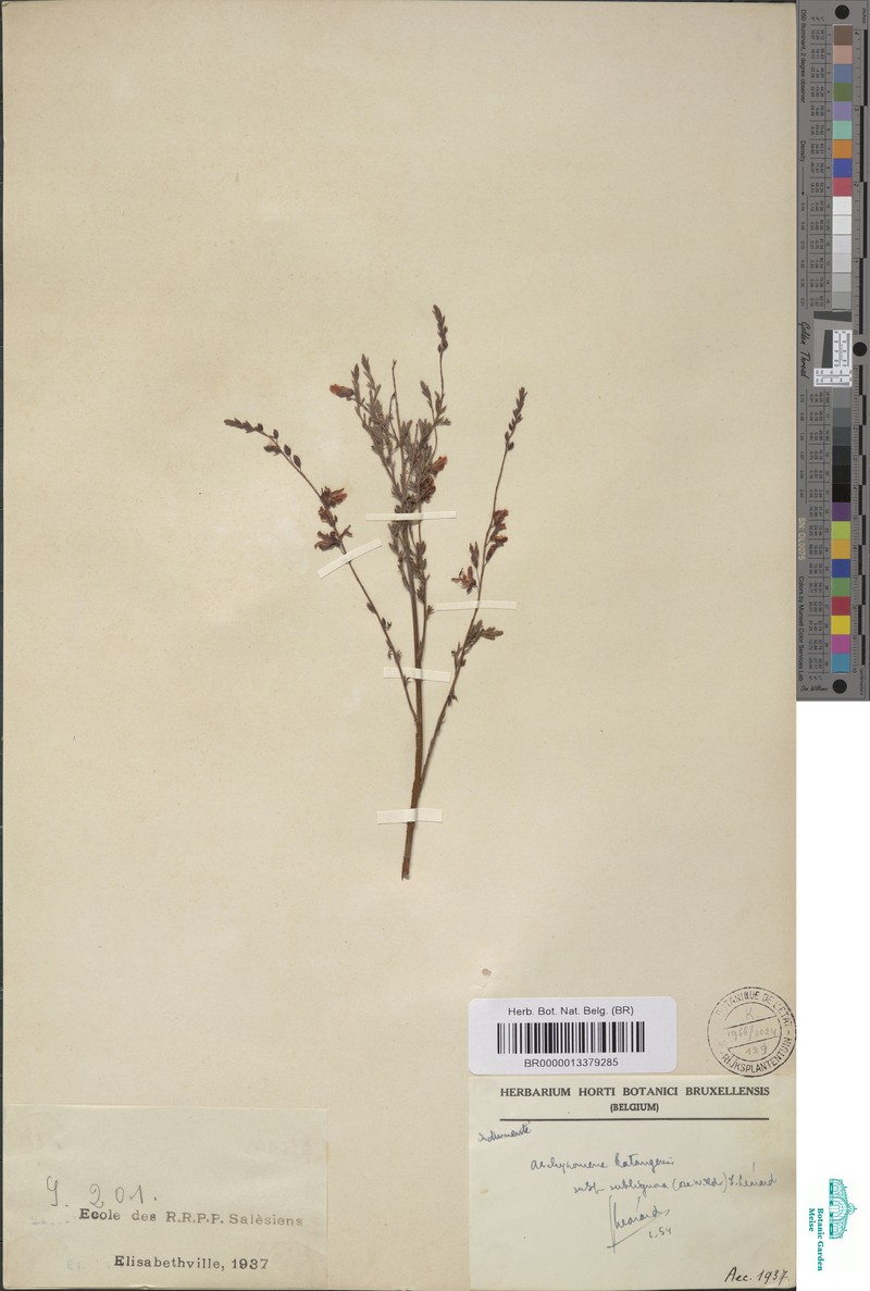 Aeschynomene katangensis photo 4