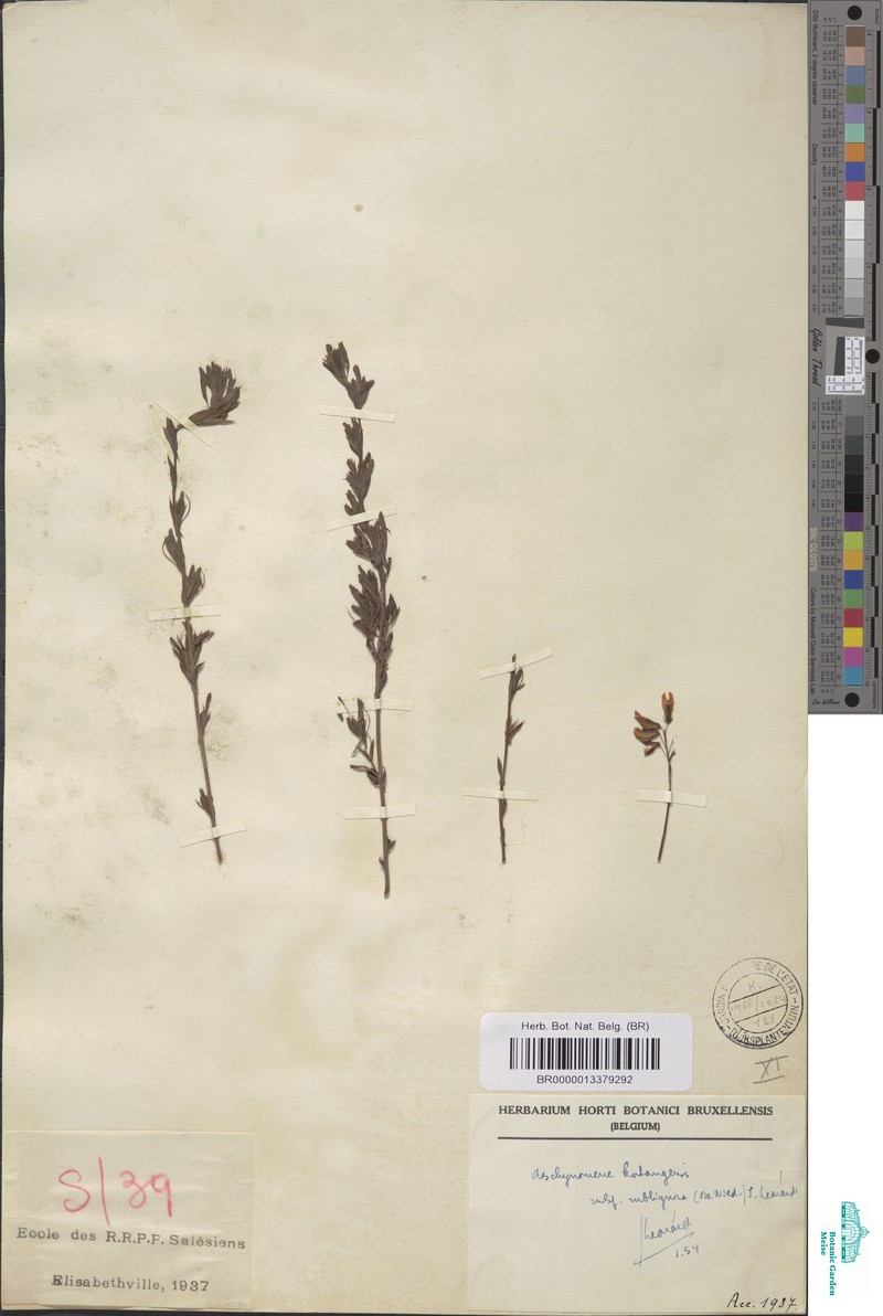 Aeschynomene katangensis photo 5