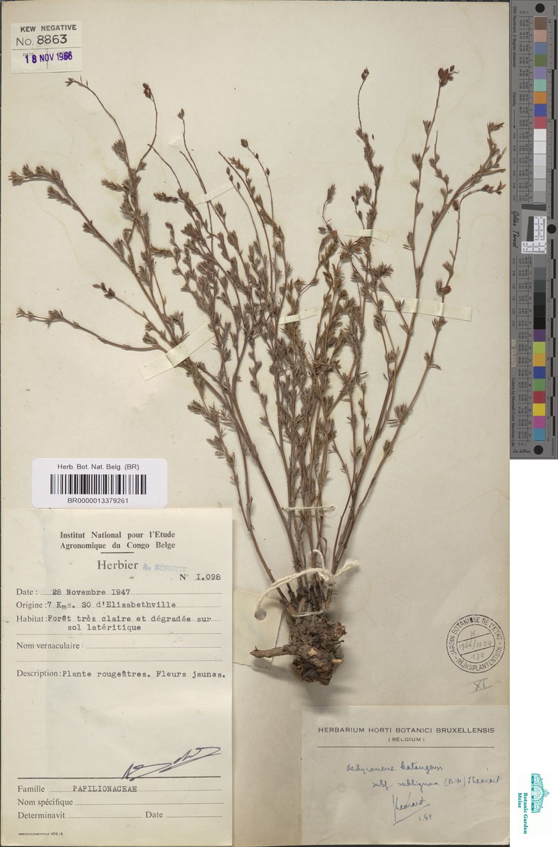 Aeschynomene katangensis photo 6