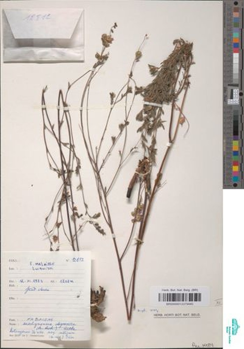 Aeschynomene katangensis photo 7