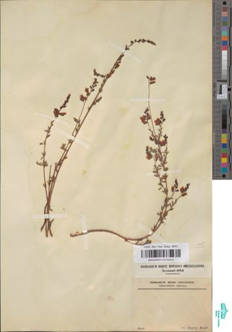 Aeschynomene katangensis photo 8