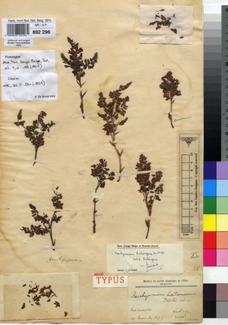 Aeschynomene katangensis subsp. katangensis