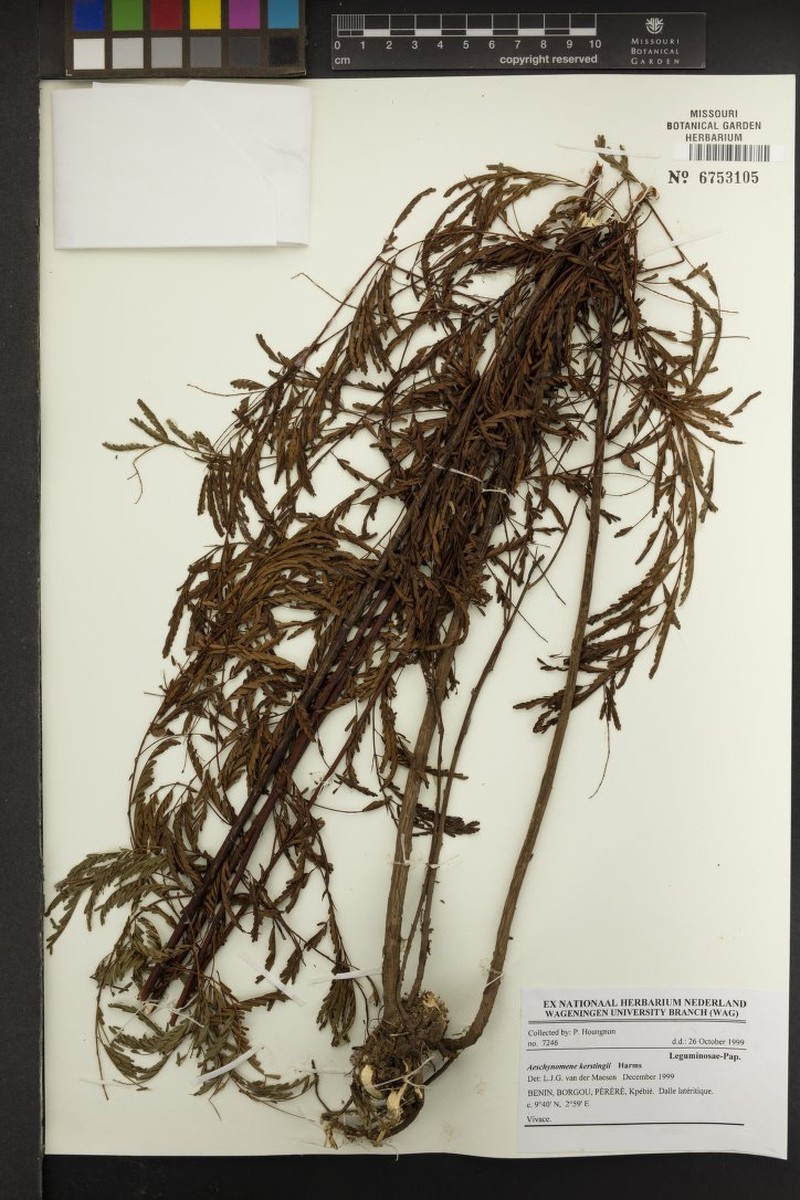 Aeschynomene kerstingii