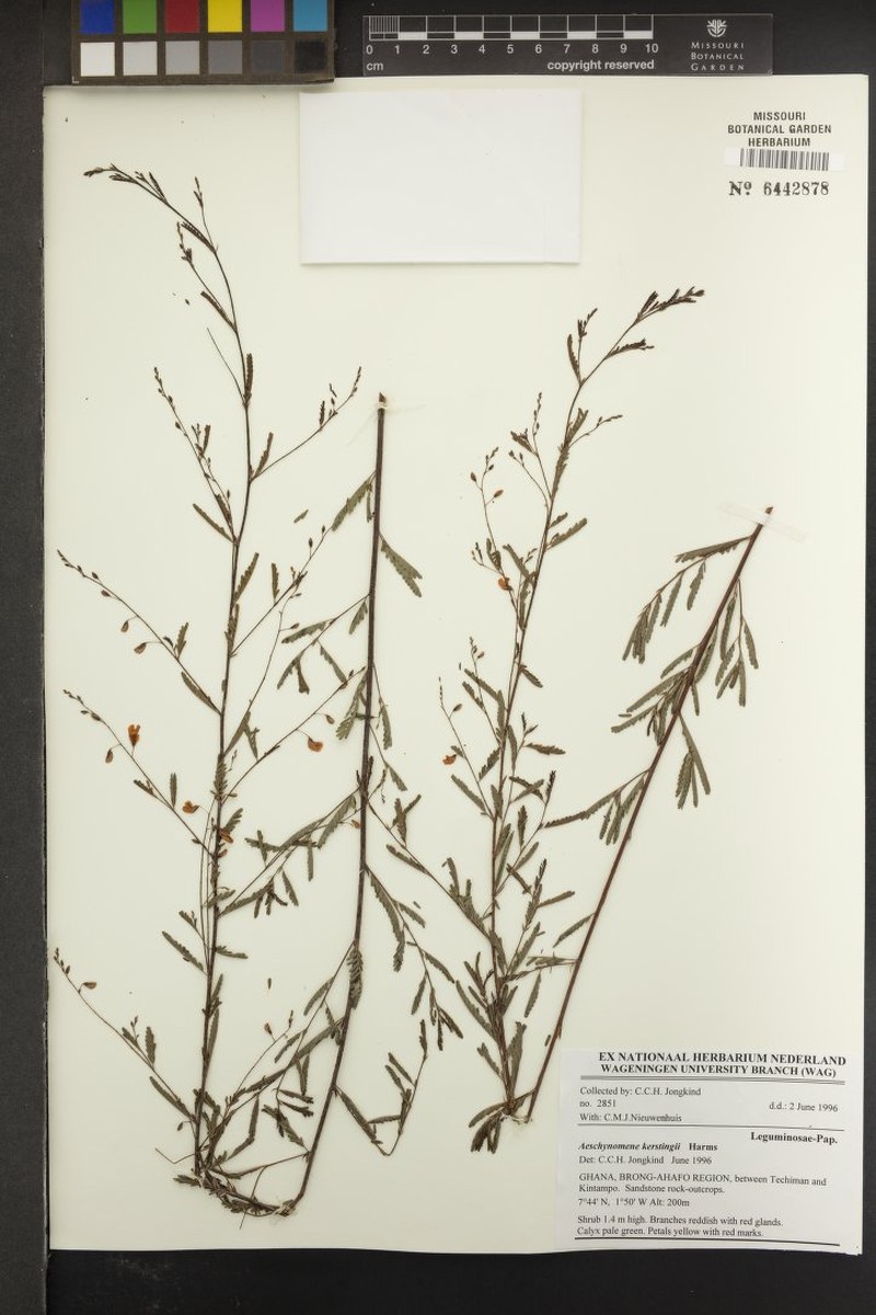 Aeschynomene kerstingii photo 2