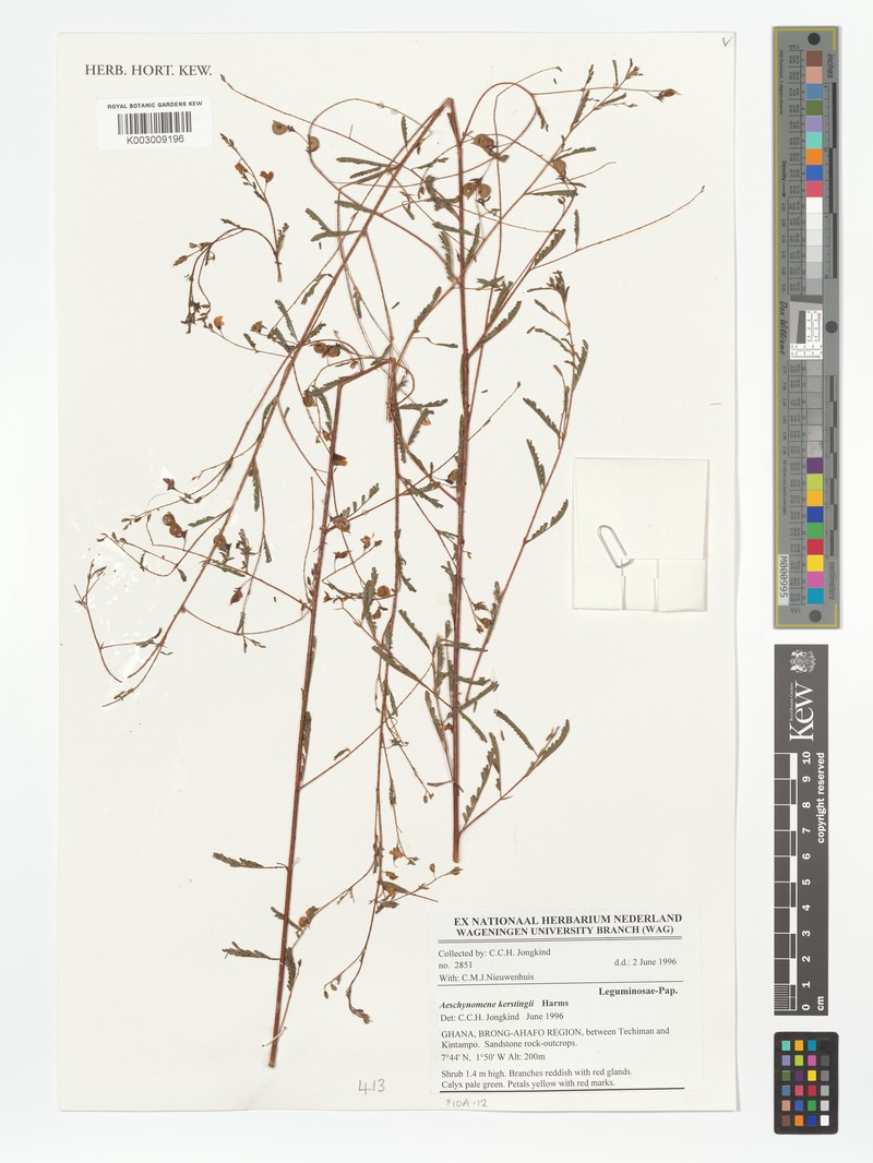 Aeschynomene kerstingii photo 3