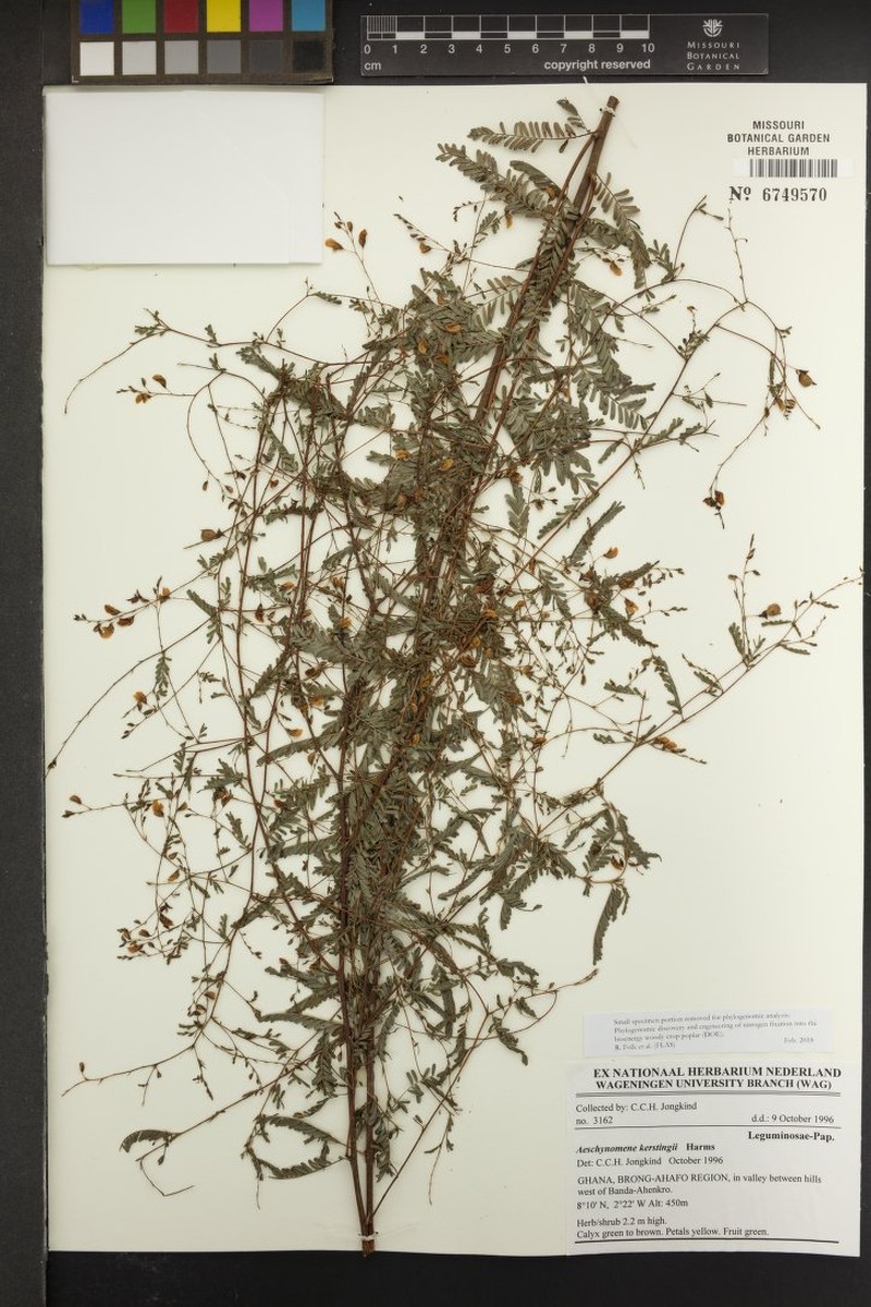 Aeschynomene kerstingii photo 4