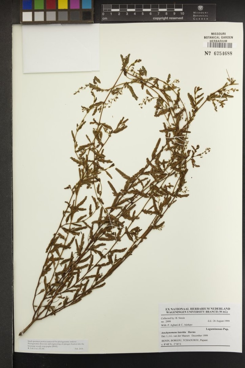 Aeschynomene lateritia