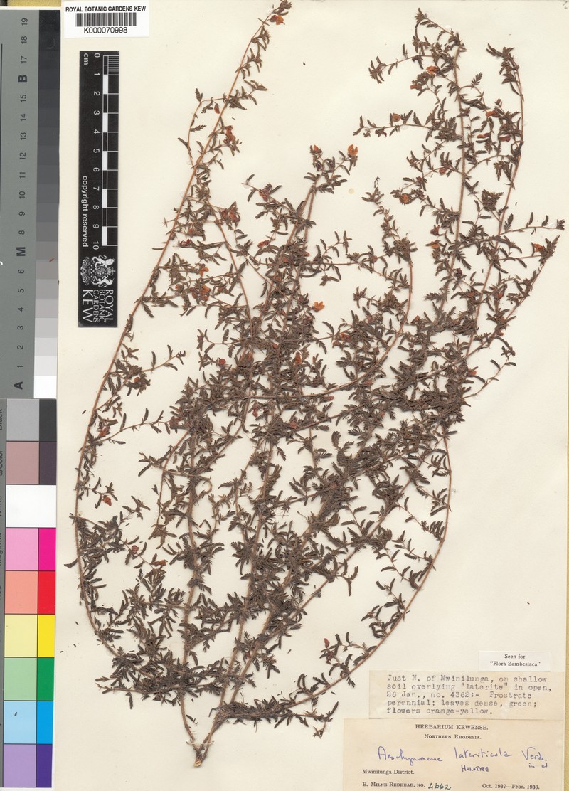 Aeschynomene lateriticola