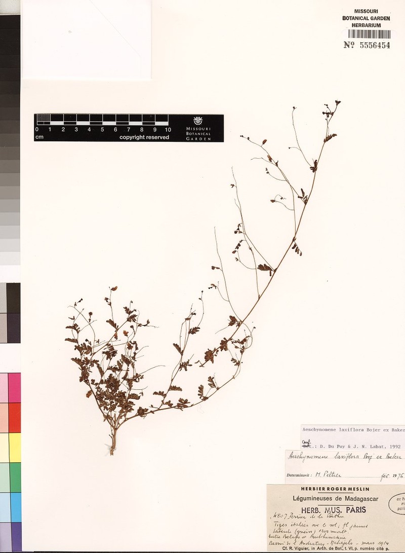 Aeschynomene laxiflora