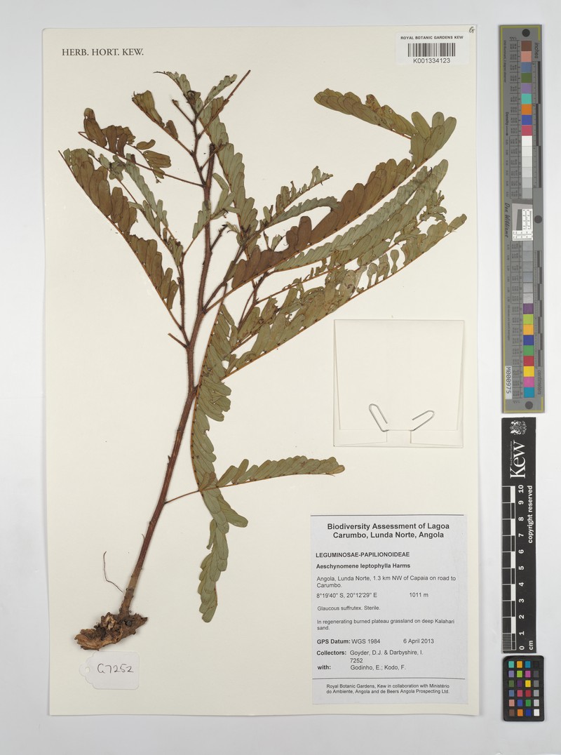 Aeschynomene leptophylla