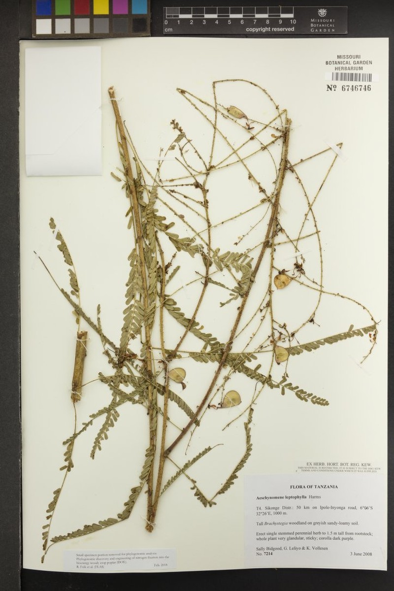 Aeschynomene leptophylla photo 2