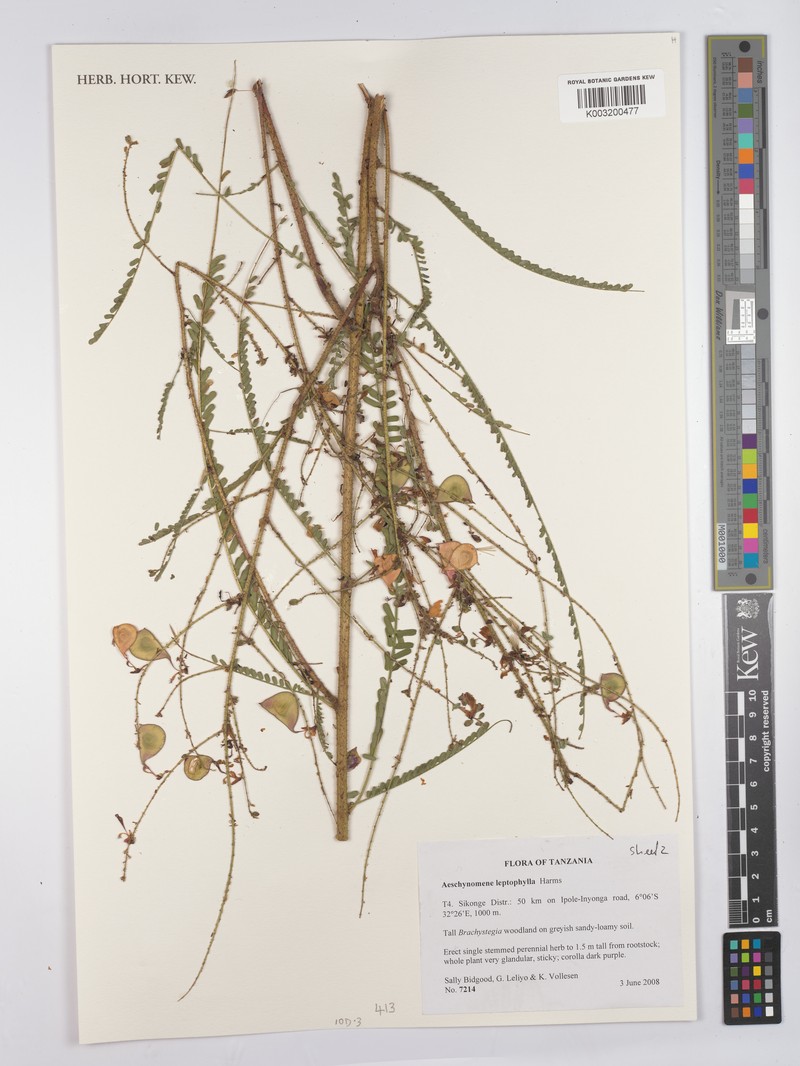 Aeschynomene leptophylla photo 3