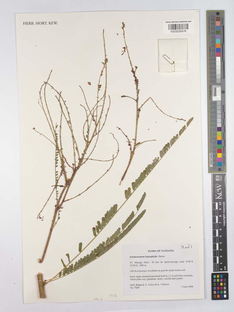 Aeschynomene leptophylla photo 4