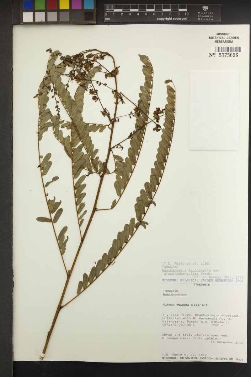 Aeschynomene leptophylla photo 6