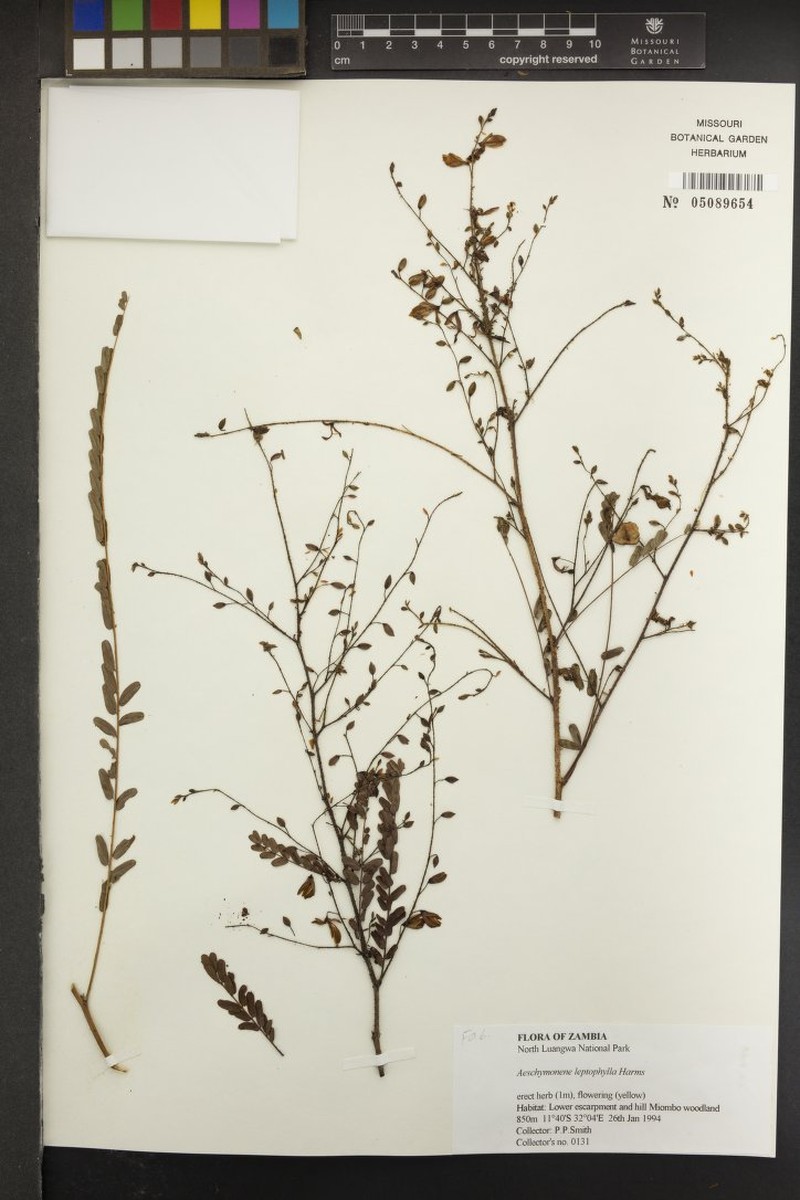Aeschynomene leptophylla photo 7