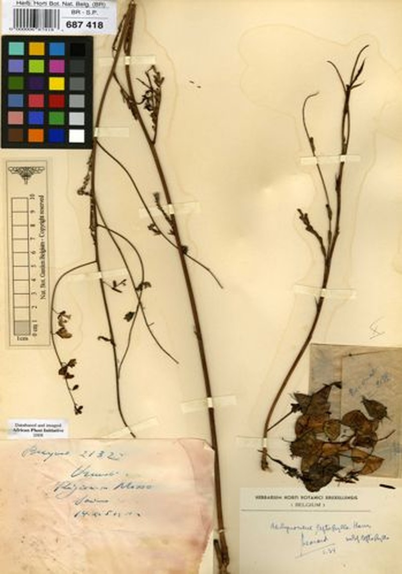 Aeschynomene leptophylla subsp. leptophylla photo 3