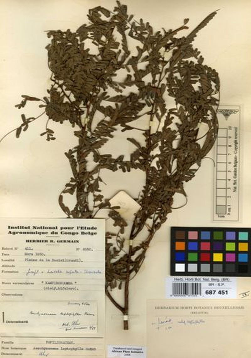 Aeschynomene leptophylla subsp. leptophylla photo 4