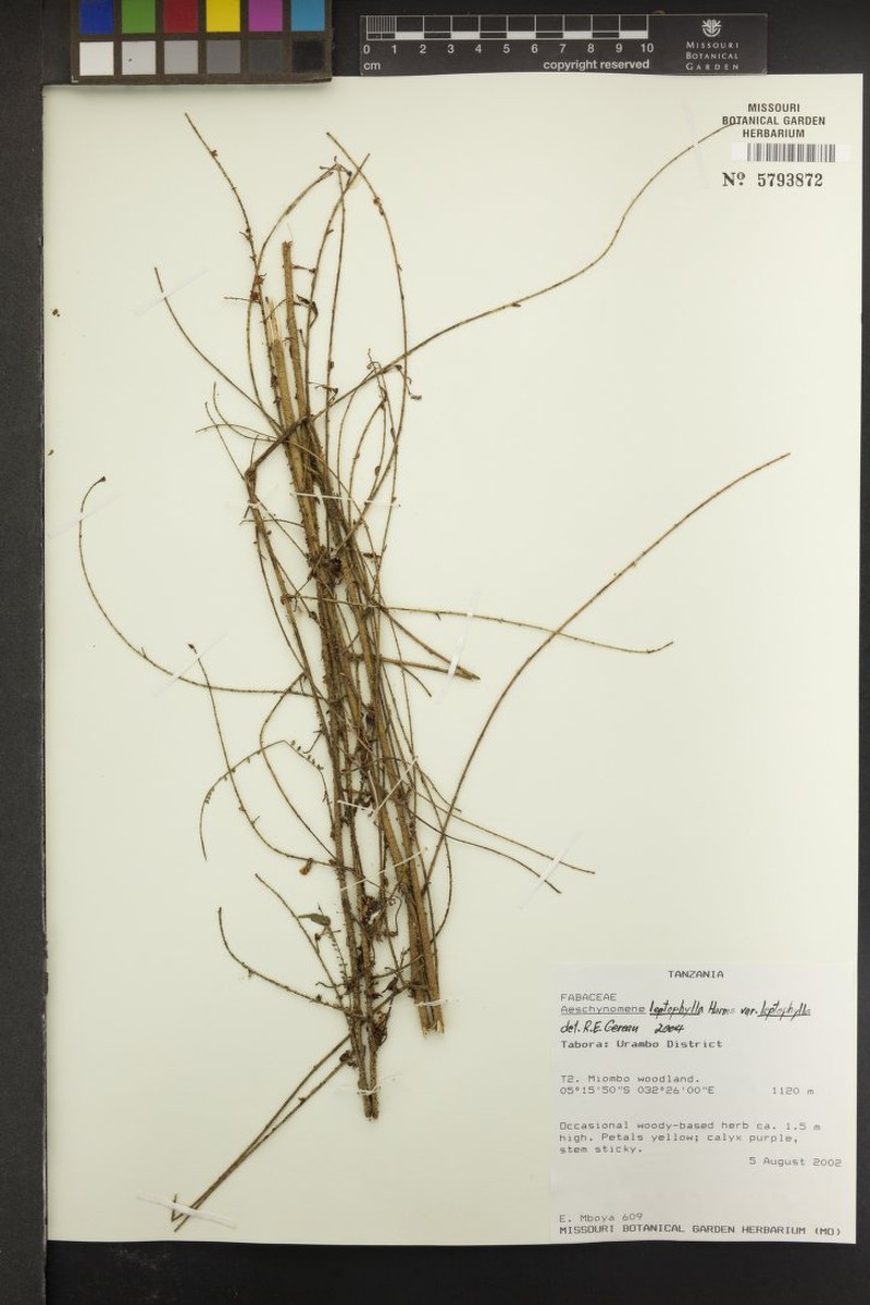 Aeschynomene leptophylla subsp. leptophylla