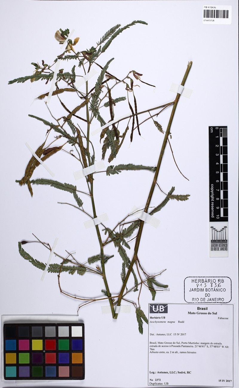 Aeschynomene magna