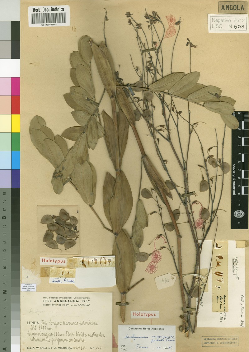 Aeschynomene maximistipulata