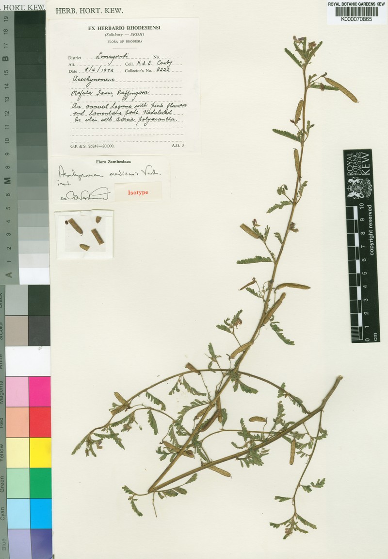 Aeschynomene mediocris photo 2