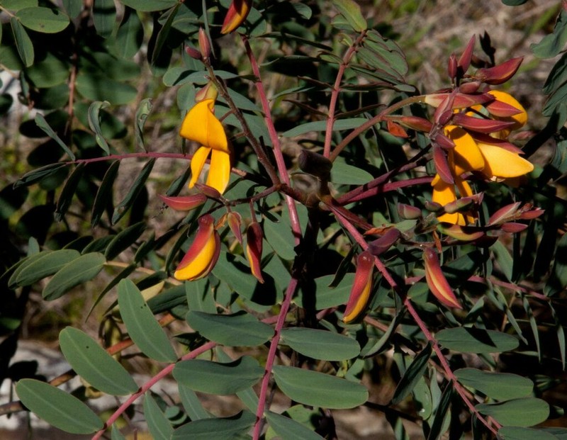 Aeschynomene megalophylla