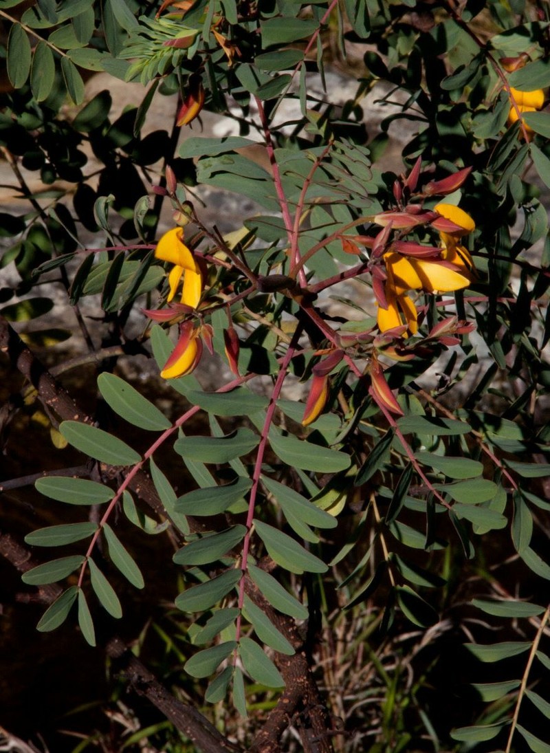 Aeschynomene megalophylla photo 2