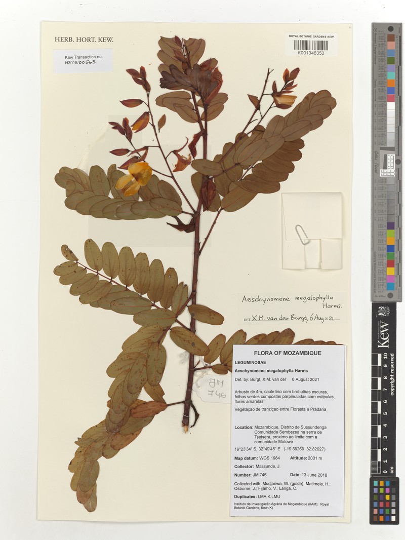 Aeschynomene megalophylla photo 3