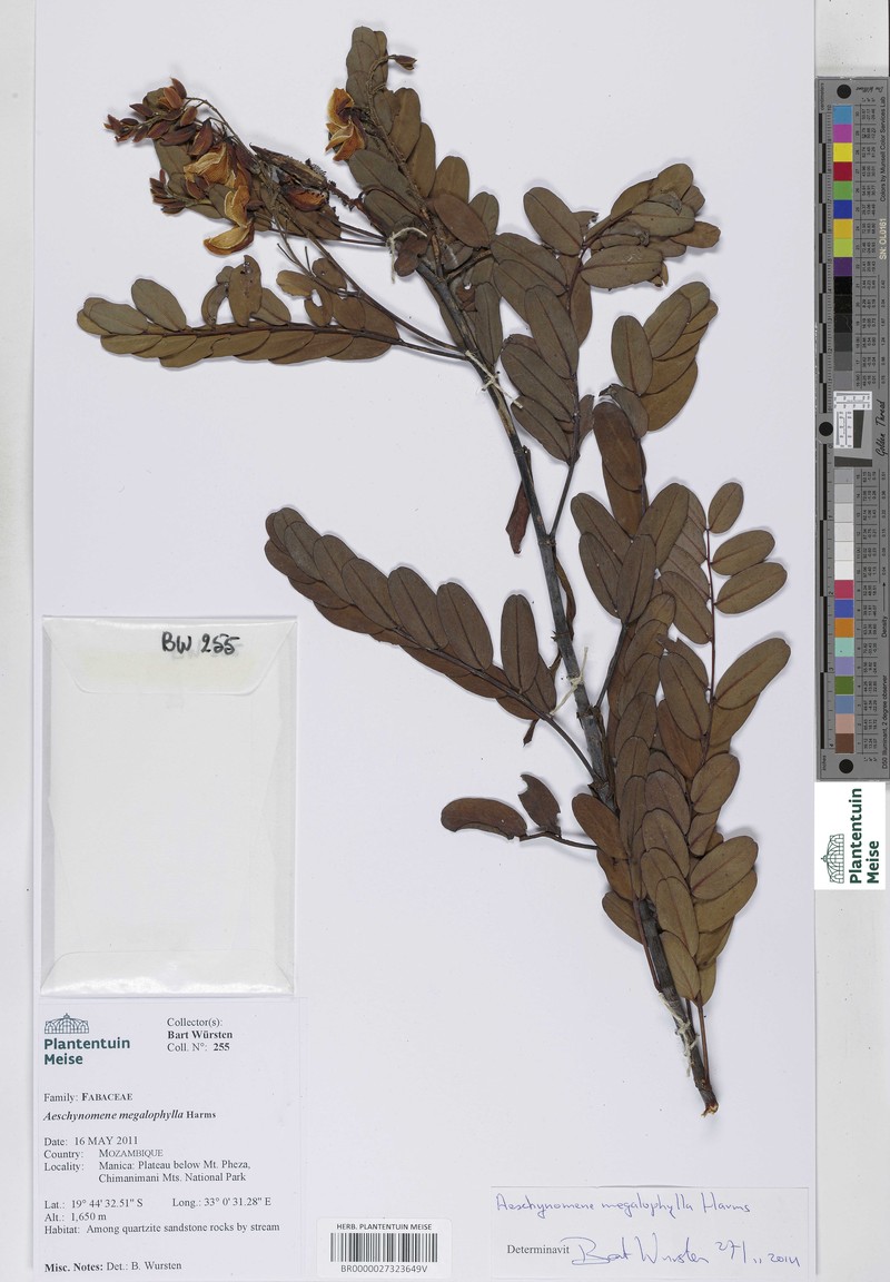 Aeschynomene megalophylla photo 4
