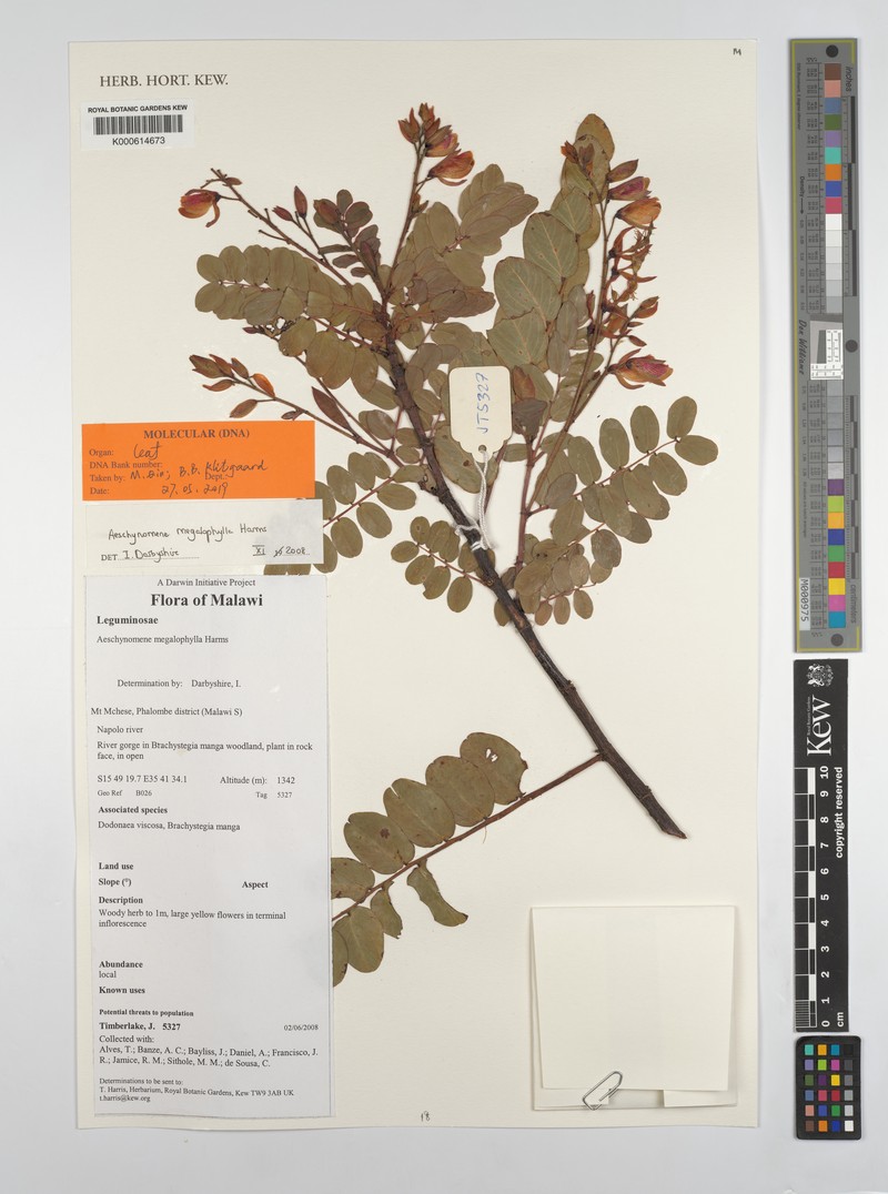 Aeschynomene megalophylla photo 5