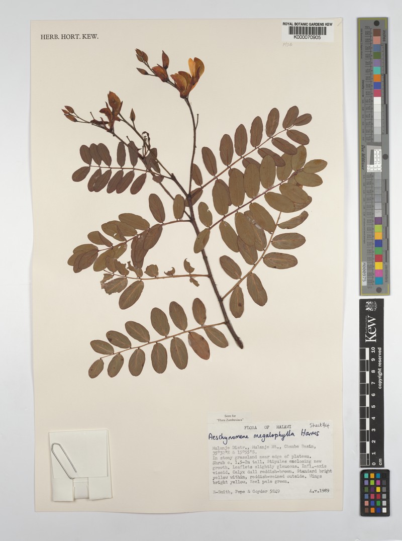 Aeschynomene megalophylla photo 6