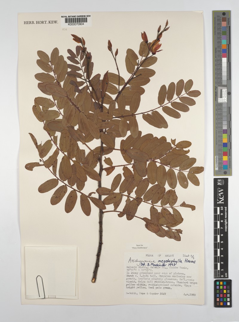 Aeschynomene megalophylla photo 7
