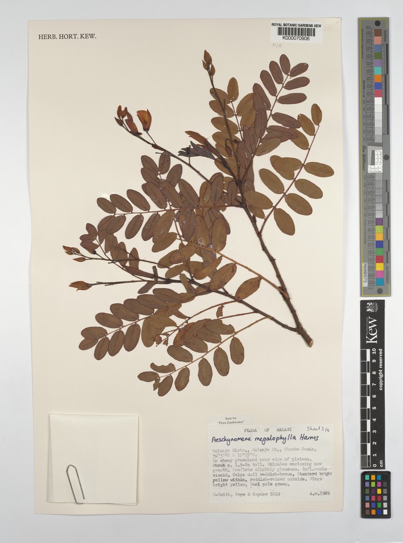 Aeschynomene megalophylla photo 8